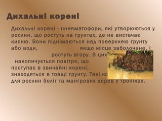 Дихальні корені
 Дихальні корені - пневматофори, які утворюються у
рослин, що ростуть на грунтах, де не вистачає
кисню. Вони піднімаються над поверхнею грунту
або води, якщо місце заболочене, і
ростуть вгору. В цих коренях
накопичується повітря, що потім
поступає в звичайні корені, які
знаходяться в товщі грунту. Такі корені характерні
для рослин боліт та мангрових дерев у тропіках.
 