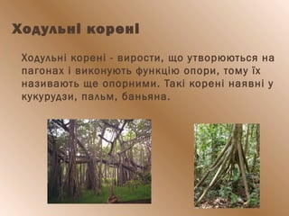 Ходульні корені
 Ходульні корені - вирости, що утворюються на
пагонах і виконують функцію опори, тому їх
називають ще опорними. Такі корені наявні у
кукурудзи, пальм, баньяна.
 