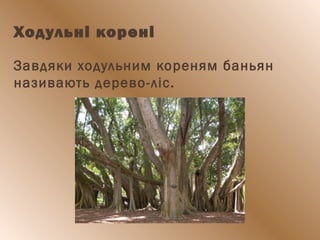 Ходульні корені
Завдяки ходульним кореням баньян
називають дерево-ліс.
 