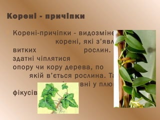 Корені - причіпки
 Корені-причіпки - видозмінені
корені, які з’являються у
витких рослин. Вони
здатні чіплятися за
опору чи кору дерева, по
якій в’ється рослина. Такі чіпкі
корені наявні у плющів,
фікусів.
 