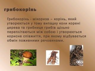 грибокорінь
 Грибокорінь - мікориза – корінь, який
утворюється у тому випадку коли корені
дерева та грибниця грибів щільно
переплітаються між собою і утворюється
корисне співжиття, при якому відбувається
обмін поживними речовинами.
 