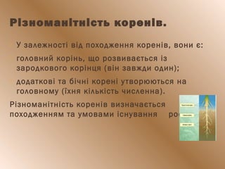 Різноманітність коренів.
 У залежності від походження коренів, вони є:
 головний корінь, що розвивається із
зародкового корінця (він завжди один);
 додаткові та бічні корені утворюються на
головному (їхня кількість численна).
Різноманітність коренів визначається
походженням та умовами існування рослини.
 