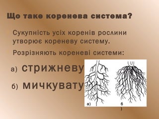 Що таке коренева система?
 Сукупність усіх коренів рослини
утворює кореневу систему.
 Розрізняють кореневі системи:
а) стрижневу ;
б) мичкувату .
а) б
)
 