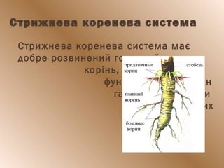 Стрижнева коренева система
 Стрижнева коренева система має
добре розвинений головний
корінь, який виконує
функцію стрижня. Він
галузиться завдяки
утворенню бічних
коренів.
 