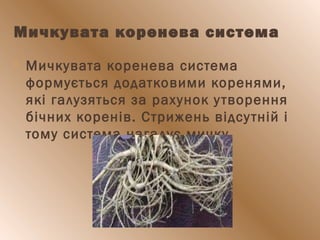 Мичкувата коренева система
 Мичкувата коренева система
формується додатковими коренями,
які галузяться за рахунок утворення
бічних коренів. Стрижень відсутній і
тому система нагадує мичку.
 