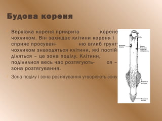 Будова кореня
 Верхівка кореня прикрита кореневим
чохликом. Він захищає клітини кореня і
сприяє просуван- ню вглиб грунту. Під
чохликом знаходяться клітини, які постійно
діляться – це зона поділу. Клітини, що
поділилися весь час розтягують- ся – це
зона розтягування.
 Зона поділу і зона розтягування утворюють зону росту.
 