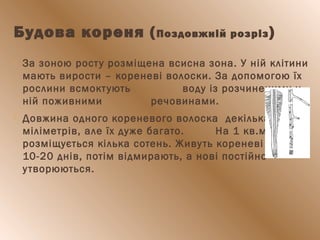  За зоною росту розміщена всисна зона. У ній клітини
мають вирости – кореневі волоски. За допомогою їх
рослини всмоктують воду із розчиненими у
ній поживними речовинами.
 Довжина одного кореневого волоска декілька
міліметрів, але їх дуже багато. На 1 кв.мм їх
розміщується кілька сотень. Живуть кореневі волоски
10-20 днів, потім відмирають, а нові постійно
утворюються.
Будова кореня (Поздовжній розріз)
 