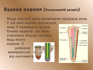  Вище всисної зони розміщена провідна зона.
У цій зоні корінь галузиться,
тому її називають зоною
бічних коренів. Ця зона
становить більшу частину
будь-якого
кореня. Її
довжина
вимірюється
від сентиметрів до метрів.
Будова кореня (Поздовжній розріз)
 