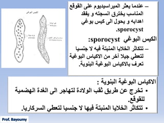 Trematodes Parasites 2 - طفيليات تريماتودا2 | PPSX