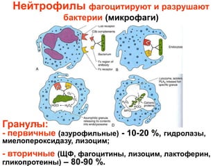 Нейтрофилы фагоцитируют и разрушают
бактерии (микрофаги)
Гранулы:
- первичные (азурофильные) - 10-20 %, гидролазы,
миелопероксидазу, лизоцим;
- вторичные (ЩФ, фагоцитины, лизоцим, лактоферин,
гликопротеины) – 80-90 %.
 