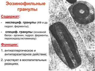 Эозинофильные
гранулы
Содержат:
- неспециф. гранулы (КФ и др.
гидрол. ферменты);
- специф. гранулы (основной
белок - аргинин, гидрол. ферменты,
пероксидазу,гистаминазу)
Функции:
1. антиаллергическое и
антипаразитарное действие;
2. участвует в воспалительных
реакциях.
 