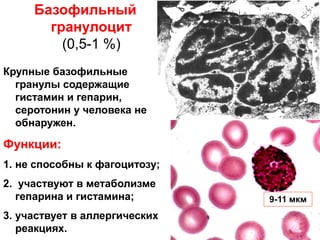 Базофильный
гранулоцит
(0,5-1 %)
Крупные базофильные
гранулы содержащие
гистамин и гепарин,
серотонин у человека не
обнаружен.
Функции:
1. не способны к фагоцитозу;
2. участвуют в метаболизме
гепарина и гистамина;
3. участвует в аллергических
реакциях.
9-11 мкм
 