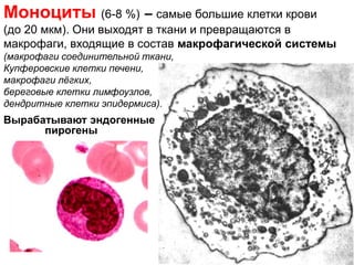 Моноциты (6-8 %) – самые большие клетки крови
(до 20 мкм). Они выходят в ткани и превращаются в
макрофаги, входящие в состав макрофагической системы
(макрофаги соединительной ткани,
Купферовские клетки печени,
макрофаги лёгких,
береговые клетки лимфоузлов,
дендритные клетки эпидермиса).
Вырабатывают эндогенные
пирогены
 