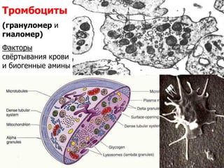 Тромбоциты
(грануломер и
гиаломер)
Факторы
свёртывания крови
и биогенные амины
 