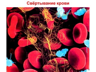 Свѐртывание крови
 