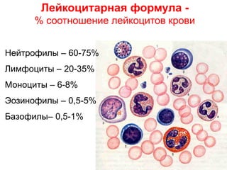 Лейкоцитарная формула -
% соотношение лейкоцитов крови
Нейтрофилы – 60-75%
Лимфоциты – 20-35%
Моноциты – 6-8%
Эозинофилы – 0,5-5%
Базофилы– 0,5-1%
 