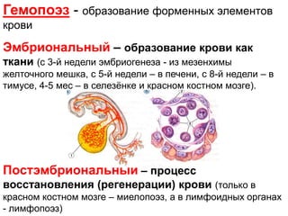Гемопоэз - образование форменных элементов
крови
Эмбриональный – образование крови как
ткани (с 3-й недели эмбриогенеза - из мезенхимы
желточного мешка, с 5-й недели – в печени, с 8-й недели – в
тимусе, 4-5 мес – в селезѐнке и красном костном мозге).
Постэмбриональный – процесс
восстановления (регенерации) крови (только в
красном костном мозге – миелопоэз, а в лимфоидных органах
- лимфопоэз)
 