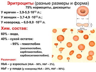 Эритроциты (разные размеры и форма)
75% нормоциты, дискоциты
У мужчин – 3,9-5,5·1012 л.;
У женщин – 3,7-4,9 ·1012 л.;
У новорожд. – 6,0-9,0 ·1012 л.
Хим. состав:
60% - вода,
40% - сухой остаток:
- 95% - гемоглобин
(оксигеоглобин,
карбгемоглобин,
карбоксигемоглобин).
Различают:
НbA – у взрослых (НbA – 98%, НbF – 2%),
НbF – у плода (у новорожд НbА – 20%, НbF – 80%).
 