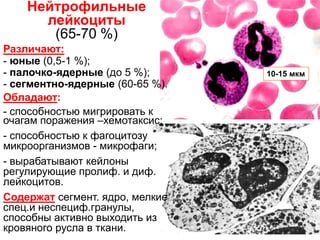 Нейтрофильные
лейкоциты
(65-70 %)
Различают:
- юные (0,5-1 %);
- палочко-ядерные (до 5 %);
- сегментно-ядерные (60-65 %).
Обладают:
- способностью мигрировать к
очагам поражения –хемотаксис;
- способностью к фагоцитозу
микроорганизмов - микрофаги;
- вырабатывают кейлоны
регулирующие пролиф. и диф.
лейкоцитов.
Содержат сегмент. ядро, мелкие
спец.и неспециф.гранулы,
способны активно выходить из
кровяного русла в ткани.
10-15 мкм
 