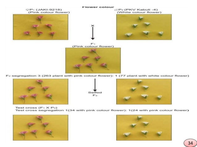 ROLE OF INHERITANCE IN CROP IMPROVEMENT | PPT