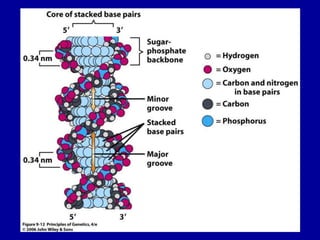 06. structure of dna and rna | PPT