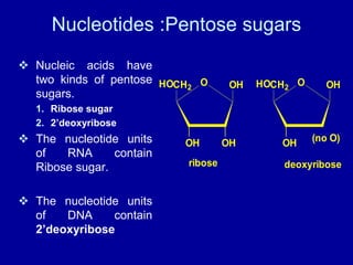 Pentose Ribose Structure 06. structure of dna and rna | PPT