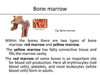 05.Skeletal system_full(1).ppt