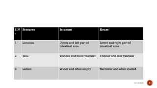 11/13/2024 2
S.N
.
Features Jejunum Ileum
1 Location Upper and left part of
intestinal area
Lower and right part of
intestinal area
2 Wall Thicker and more vascular Thinner and less vascular
3 Lumen Wider and often empty Narrower and often loaded
 