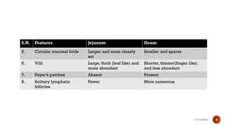 11/13/2024 6
S.N. Features Jejunum Ileum
5. Circular mucosal folds Larger and more closely
set
Smaller and sparse
6. Villi Large, thick (leaf like) and
more abundant
Shorter, thinner(finger like)
and less abundant
7. Peyer’s patches Absent Present
8. Solitary lymphatic
follicles
Fewer More numerous
 
