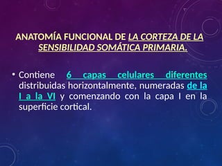 05. Corteza Sensorial - Sensaciones Somаticas 1 (1).pptx