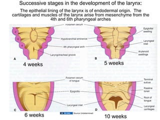 05.26.09(b): Development of the Respiratory System and Diaphragm | PPT