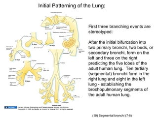 05.26.09(b): Development of the Respiratory System and Diaphragm | PPT