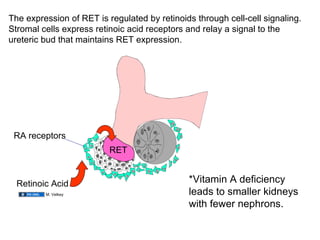 The expression of RET is regulated by retinoids through cell-cell signaling. Stromal cells express retinoic acid receptors and relay a signal to the ureteric bud that maintains RET expression. RA receptors Retinoic Acid *Vitamin A deficiency leads to smaller kidneys  with fewer nephrons. M. Velkey RET 