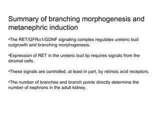 Summary of branching morphogenesis and metanephric induction The RET/GFR  1/GDNF signaling complex regulates ureteric bud outgrowth and branching morphogenesis. Expression of RET in the ureteric bud tip requires signals from the stromal cells. These signals are controlled, at least in part, by retinoic acid receptors. The number of branches and branch points directly determine the number of nephrons in the adult kidney. 