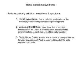 Renal-Coloboma Syndrome Patients typically exhibit at least these 3 symptoms: 1- Renal hypoplasia -  due to reduced proliferation of the    mesenchyme derived epithelia during development. 2- Vesicouretral Reflux -  most likely due to improper   connection of the ureter to the bladder or possibly due to   inherent defects in epithelial cells of the mature ureter.   3- Optic Nerve Colobomas -  due to failure of the optic fissure    to fuse.  Expression of Pax2 is observed in part of the optic    cup and optic stalk. 
