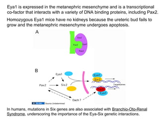 Eya1 is expressed in the metanephric mesenchyme and is a transcriptional co-factor that interacts with a variety of DNA binding proteins, including Pax2. Homozygous Eya1 mice have no kidneys because the ureteric bud fails to grow and the metanephric mesenchyme undergoes apoptosis.  In humans, mutations in Six genes are also associated with  Branchio-Oto-Renal Syndrome , underscoring the importance of the Eya-Six genetic interactions.  Source Undetermined 