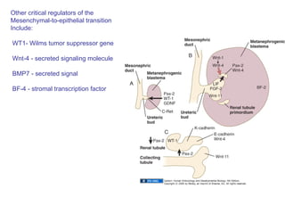 Other critical regulators of the  Mesenchymal-to-epithelial transition Include: WT1- Wilms tumor suppressor gene Wnt-4 - secreted signaling molecule BMP7 - secreted signal BF-4 - stromal transcription factor 