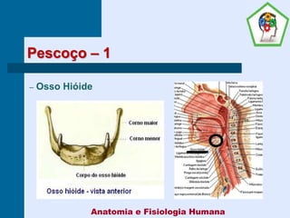 Pescoço – 1
– Osso Hióide
Anatomia e Fisiologia Humana
 