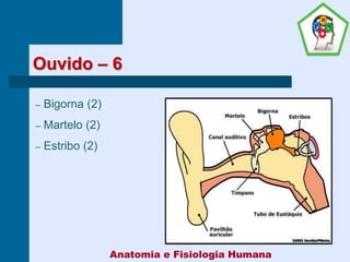 Ouvido – 6
– Bigorna (2)
– Martelo (2)
– Estribo (2)
Anatomia e Fisiologia Humana
 