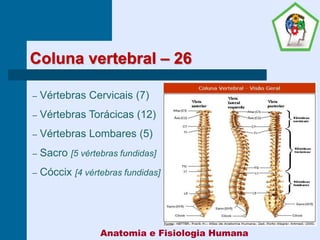 Coluna vertebral – 26
– Vértebras Cervicais (7)
– Vértebras Torácicas (12)
– Vértebras Lombares (5)
– Sacro [5 vértebras fundidas]
– Cóccix [4 vértebras fundidas]
Anatomia e Fisiologia Humana
 
