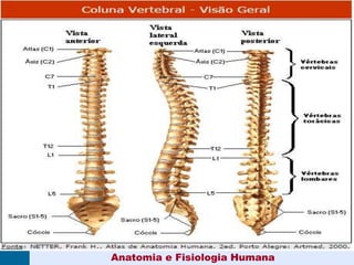 Coluna vertebral – 26
Anatomia e Fisiologia Humana
 