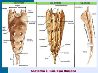 Coluna vertebral – Sacro
Anatomia e Fisiologia Humana
 