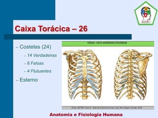 Caixa Torácica – 26
– Costelas (24)
– 14 Verdadeiras
– 6 Falsas
– 4 Flutuantes
– Esterno
Anatomia e Fisiologia Humana
 