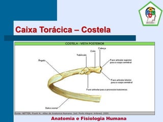 Caixa Torácica – Costela
Anatomia e Fisiologia Humana
 