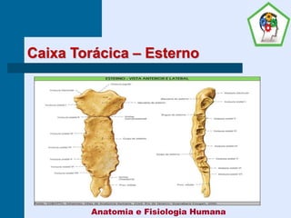 Caixa Torácica – Esterno
Anatomia e Fisiologia Humana
 
