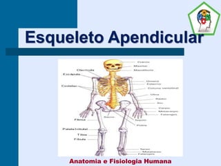 Anatomia e Fisiologia Humana
Esqueleto Apendicular
 
