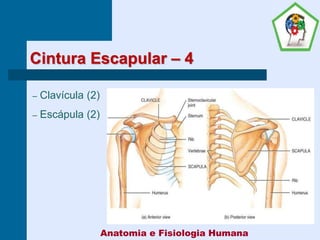 Cintura Escapular – 4
– Clavícula (2)
– Escápula (2)
Anatomia e Fisiologia Humana
 
