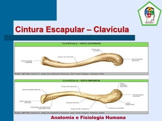 Cintura Escapular – Clavícula
Anatomia e Fisiologia Humana
 