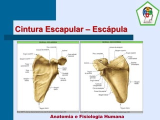 Cintura Escapular – Escápula
Anatomia e Fisiologia Humana
 