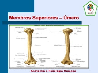 Membros Superiores – Úmero
Anatomia e Fisiologia Humana
 